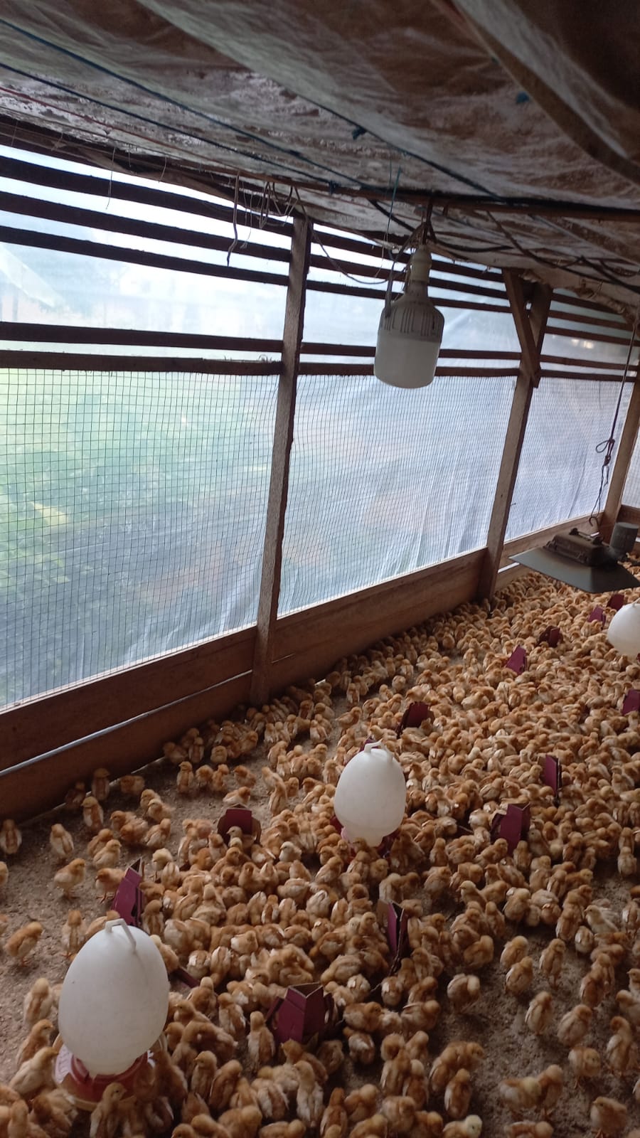 Bibit ayam petelur di peternakan Damar Trading